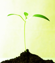 посадка перца в земле