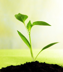 росток перца в земле