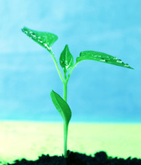 росток перца 