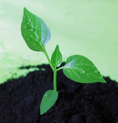 зеленый кустик