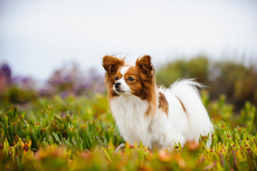 Papillon dog standing in field - obrazy, fototapety, plakaty