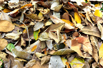 leaves dr