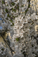Fiori di ciliegio