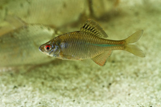 Amur Bitterling, Rhodeus sericeus fish