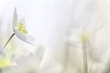 Wood anemone, white wildflower background with copy space