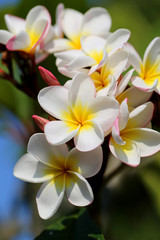 Obraz na płótnie Canvas Photo macro beautiful frangipani