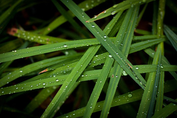 Water drops on the grass