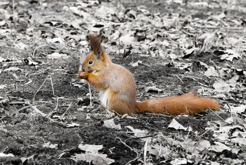 squirrel