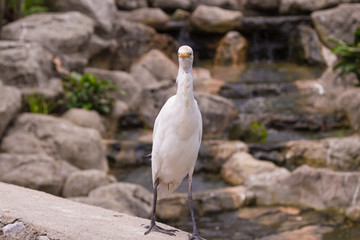 Cattle Egret (Bubulcus ibis) looking at the camera, Kuala Lumpur Bird park, Malaysia
