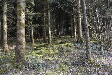 Waldblick