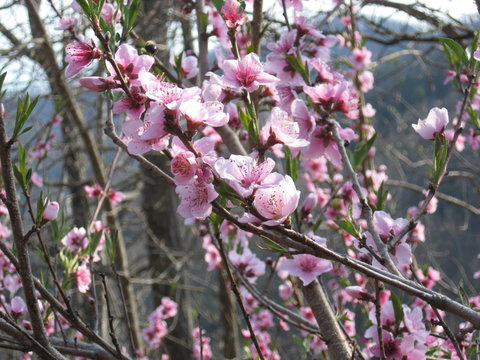 Fruit tree blooms
