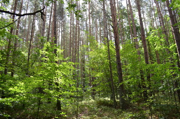 Fototapeta na wymiar Woliński Park Narodowy/Wolinski National Park, West Pomerania, Poland