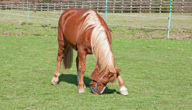 Pony trying her hardest to remove her grazing muzzle.