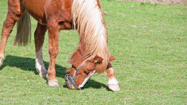 Pony trying her hardest to remove her grazing muzzle.