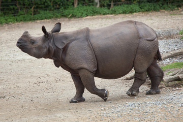 Fototapeta premium Indian rhinoceros (Rhinoceros unicornis).