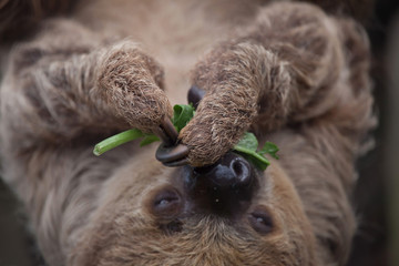 Linnaeus's two-toed sloth (Choloepus didactylus)