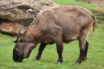 Mishmi takin (Budorcas taxicolor taxicolor)