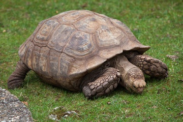 African spurred tortoise (Centrochelys sulcata)