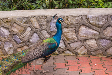 Obraz premium Indian Peacock (Pavo cristatus) at a bird park in Kuala Lumpur, Malaysia