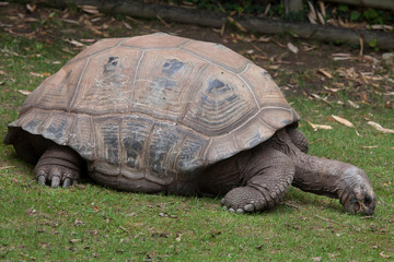 Aldabra giant tortoise (Aldabrachelys gigantea)