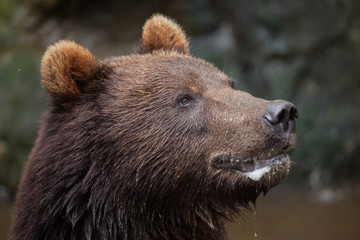 Fototapeta premium Kamchatka brown bear (Ursus arctos beringianus)