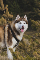 Husky