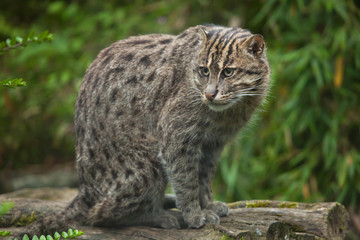 Fishing cat (Prionailurus viverrinus).