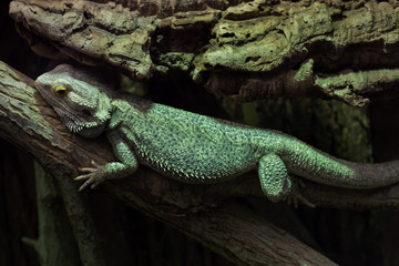 Central bearded dragon (Pogona vitticeps)