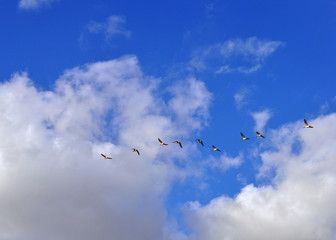 Flock of geese flying in the sky