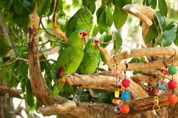 Green parrot close-up © Diana Hoffman