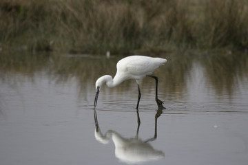 Obraz premium egret