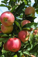 Ripe red organic apples on the tree