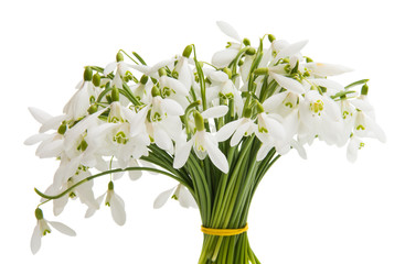 First flowers of snowdrops