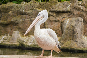 Grey pelican (Pelecanus philippensis) near pond in Kuala Lumpur bird park. Malaysia