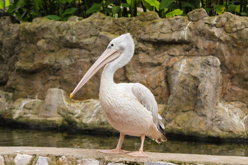 Grey pelican (Pelecanus philippensis) near pond in Kuala Lumpur bird park. Malaysia