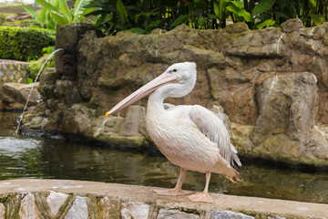 Grey pelican (Pelecanus philippensis) near pond in Kuala Lumpur bird park. Malaysia