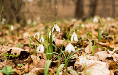 First flowers snowdrops