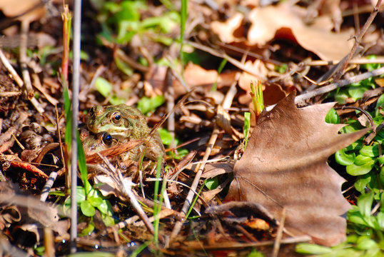 RANAS COPULANDO. CAMUFLAJE, MIMETISMO