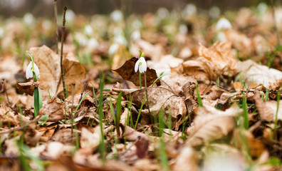 First flowers snowdrops