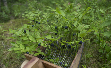 Picking blueberries in the Woods