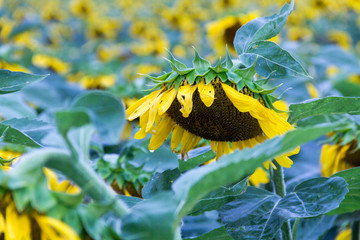 sagging sun flower