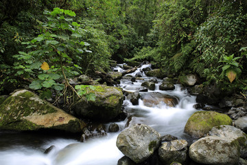 Stream in the Cloud Forest. Cerro Punta, Boquete, Panama