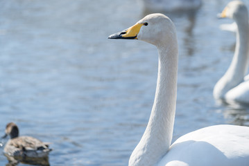 冬の白鳥 / オオハクチョウ 北海道
