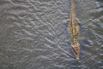alligator in water