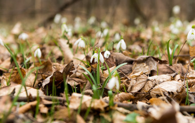 First flowers snowdrops