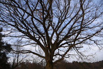 Ein Baum wartet auf den Frühling