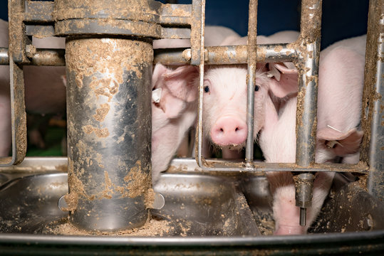 Schweinezucht - Ferkel an einem Futterautomaten