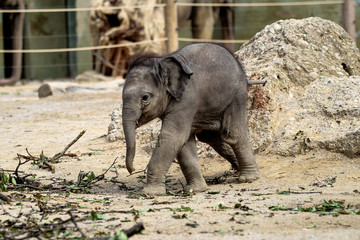 Fototapeta premium Asiatischer Elefant