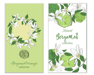 Vertical vectror banners with hand drawn bergamot flowers and fruits. Package design.