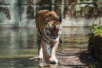 Tiger -  Panthera tigris